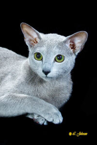 BOB Russian Blue - Trekuroii Anthony of Grisaille - CH 10861-275